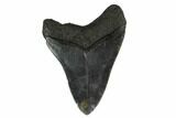 Bargain, 4.15" Fossil Megalodon Tooth - South Carolina - #130751-2